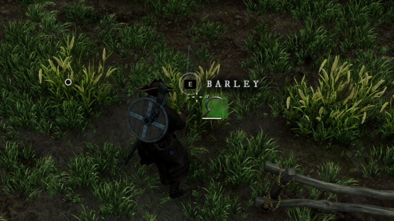 Example of the Barley plant in New World