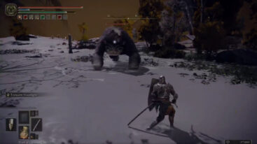 Bear Fight