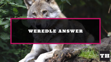 Featured Weredle Daily Answer