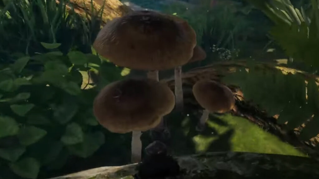 Smalland Edible Mushroom