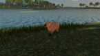 Roblox Jungle Life A Brown Capybara Standing On Grass Near Water